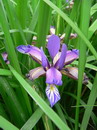 Iris Graminea
